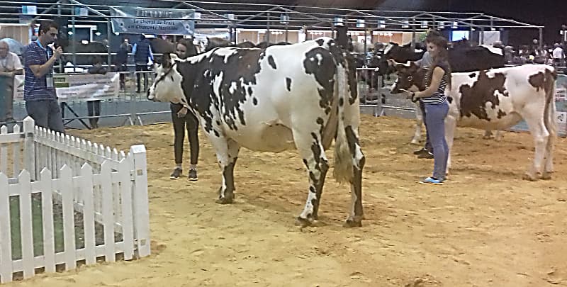 concours animaux au salon balade à la ferme 2018 - (crédit photos Chambre d'agriculture 17)