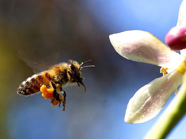 Butinage abeille