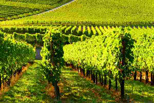 Benefices forfaitaires viticoles