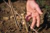 plantations nouvelles dans le vignoble du cognac (fotolia)